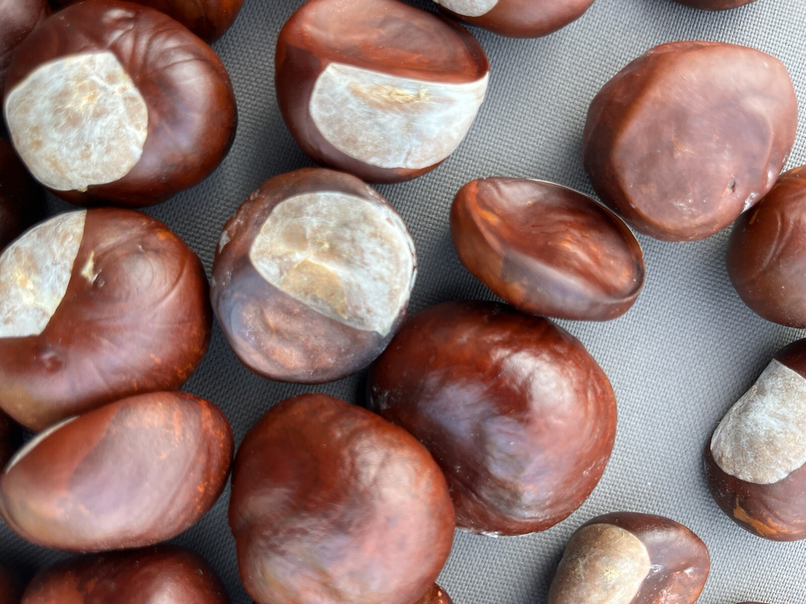 60 Ohio Buckeye Nuts OSU Football Graduation Craft 2024 Crop Football LARGE