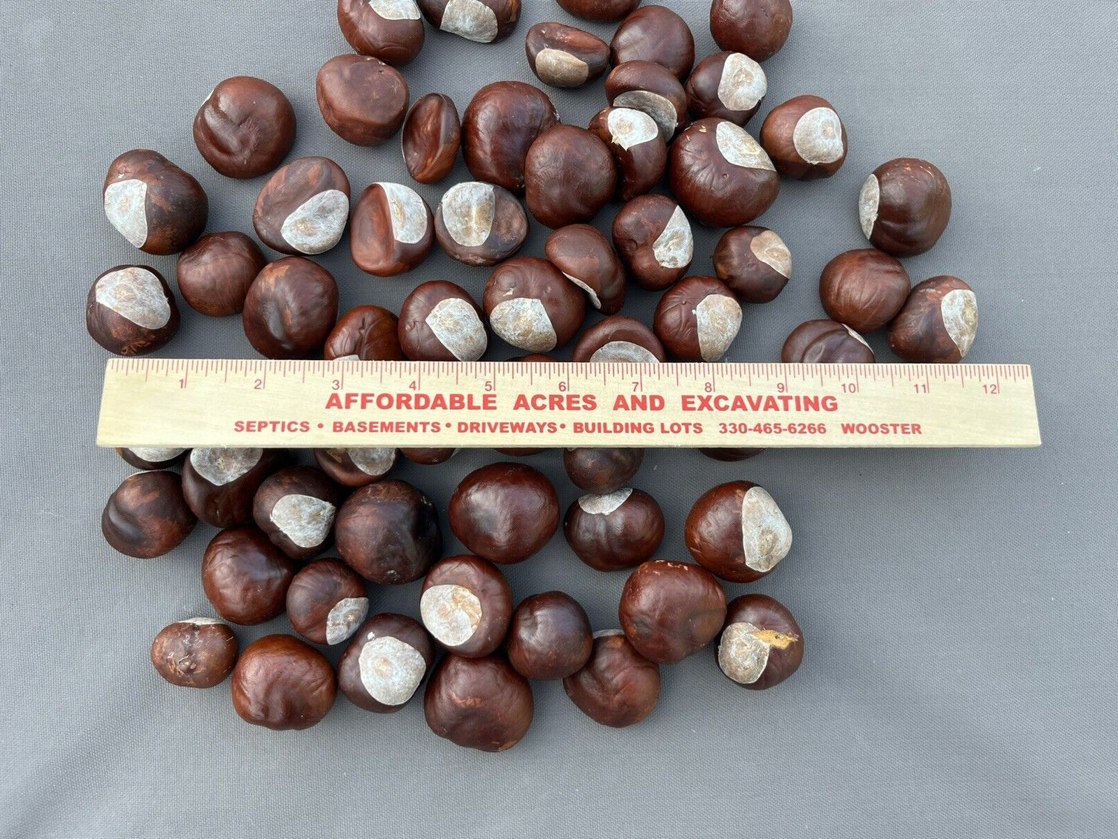 60 Ohio Buckeye Nuts OSU Football Graduation Craft 2024 Crop Football LARGE