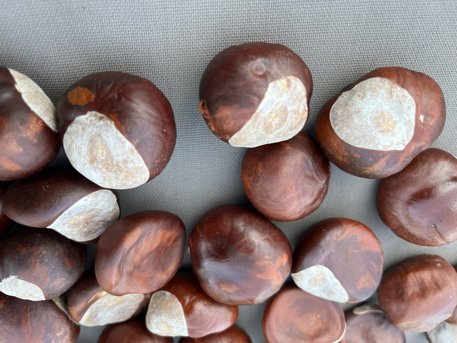 60 Ohio Buckeye Nuts OSU Football Graduation Craft 2024 Crop Football LARGE