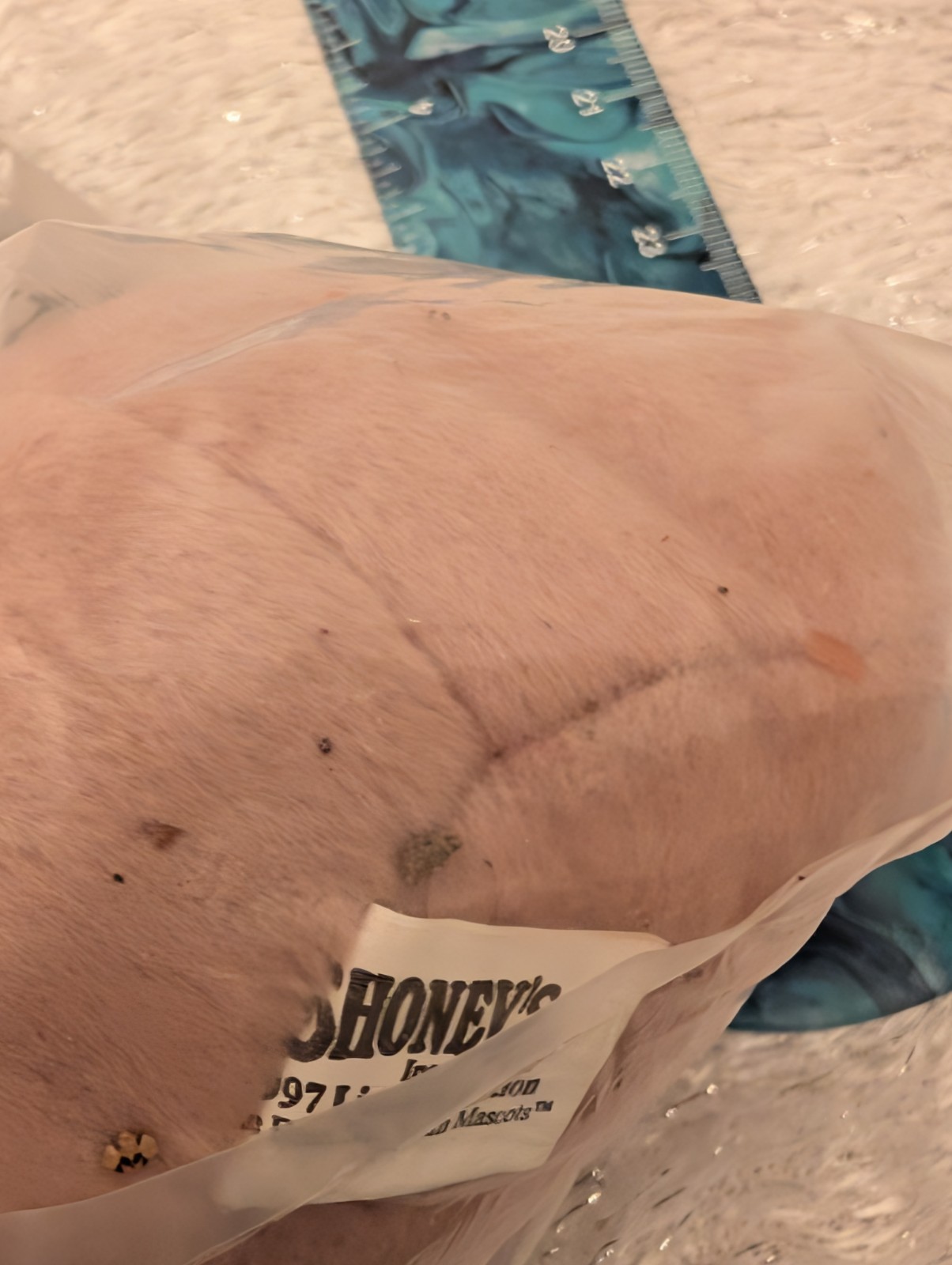 Vintage 1997 Shoney’s SEC Bean Bag Mississippi State Bulldog Mascot: See Details