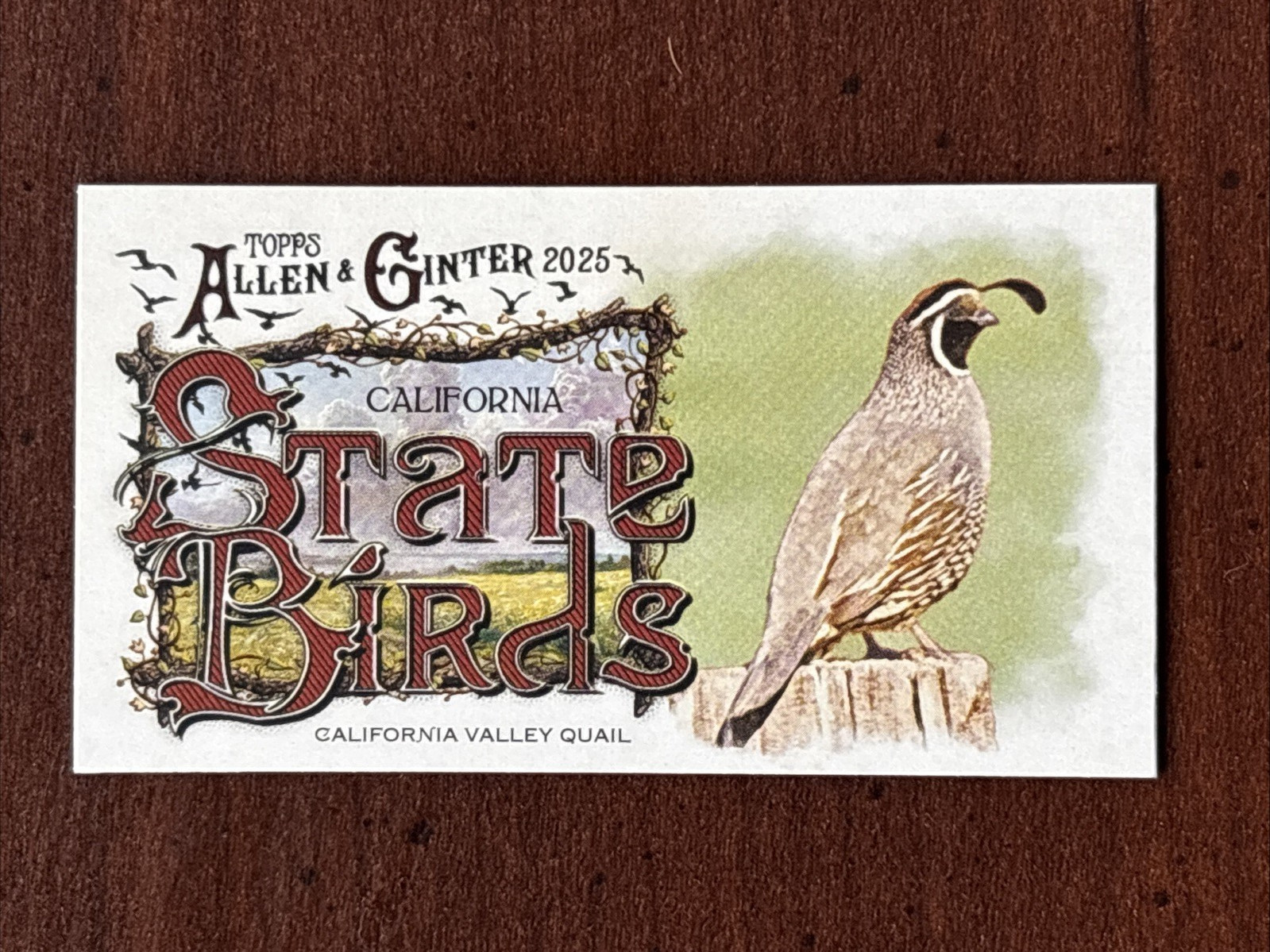California Valley Quail 2025 Mini Topps Allen & Ginter #SB-5 State Birds
