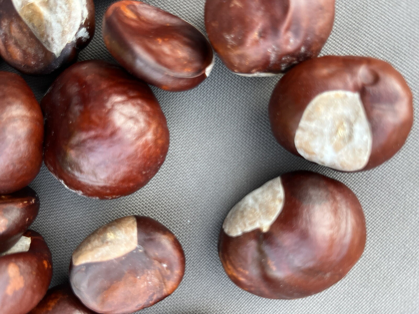 60 Ohio Buckeye Nuts OSU Football Graduation Craft 2024 Crop Football LARGE
