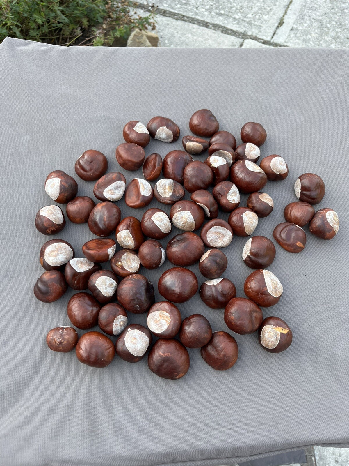 60 Ohio Buckeye Nuts OSU Football Graduation Craft 2024 Crop Football LARGE