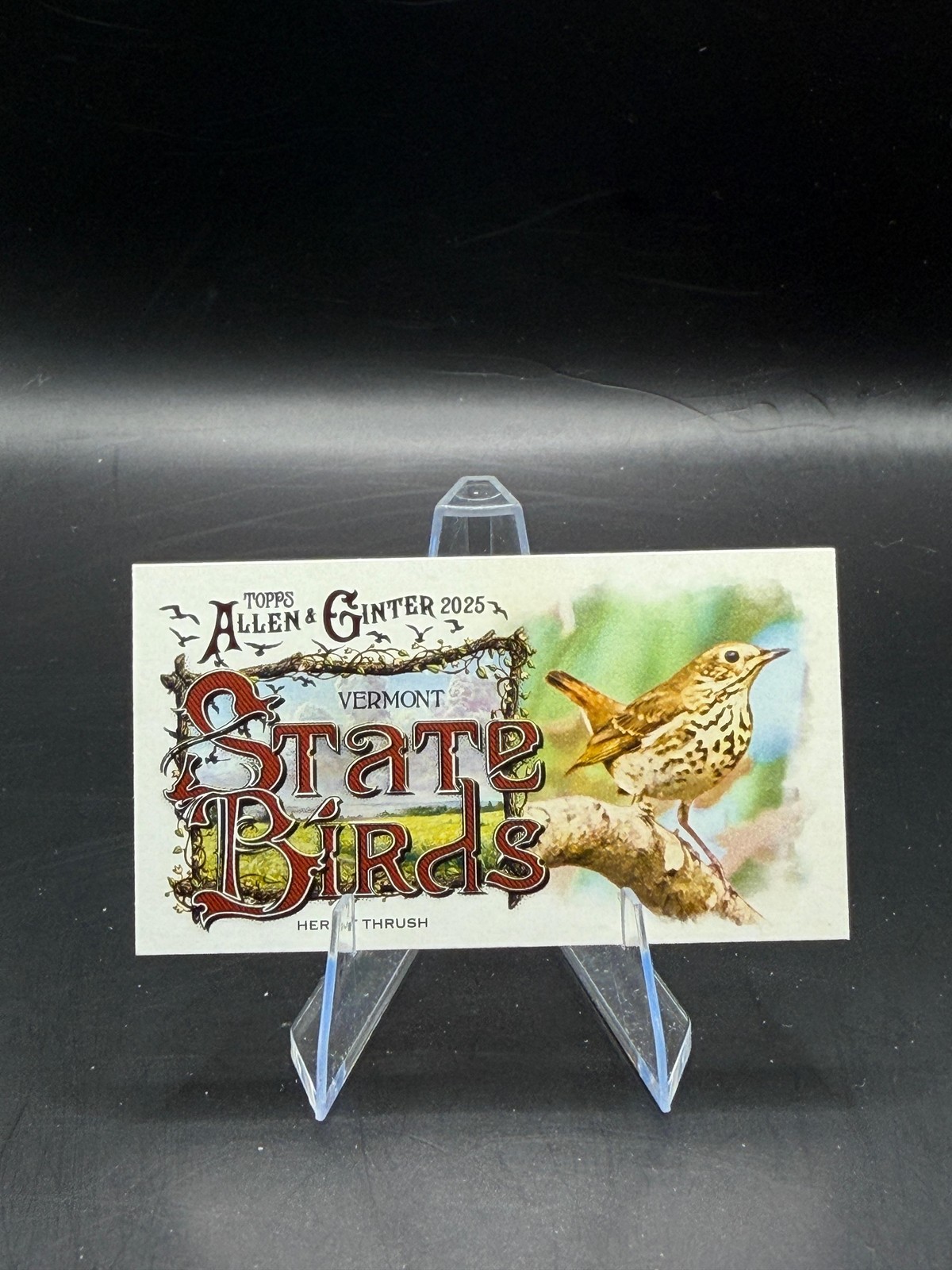 Hermit Thrush 2025 Topps Allen & Ginter Mini State Birds #SB-45