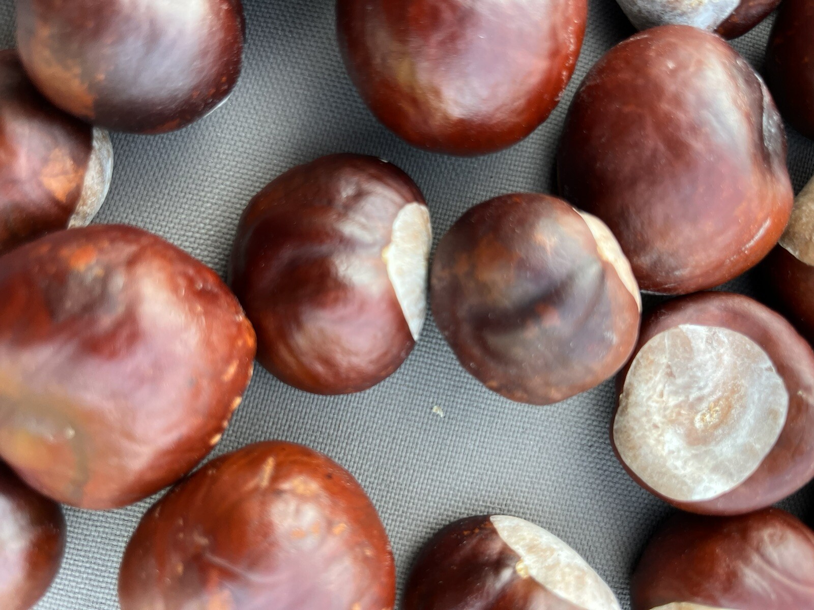60 Ohio Buckeye Nuts OSU Football Graduation Craft 2024 Crop Football LARGE