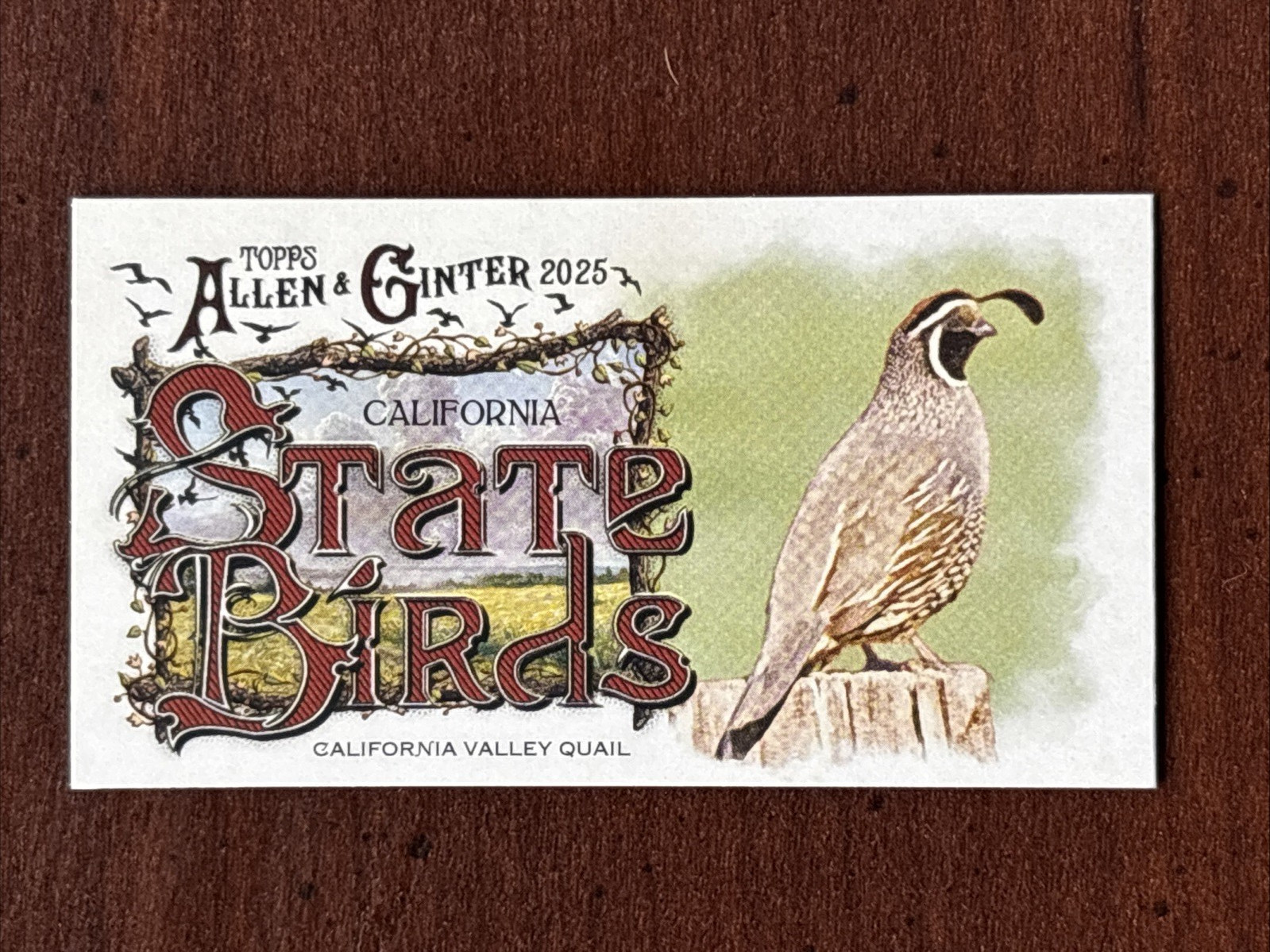 California Valley Quail 2025 Mini Topps Allen & Ginter #SB-5 State Birds