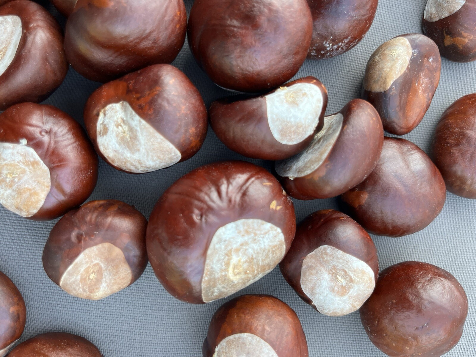 60 Ohio Buckeye Nuts OSU Football Graduation Craft 2024 Crop Football LARGE